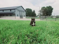 Cody, a male Shiba Inu for sale in Spencerville, IN – 4 of 8