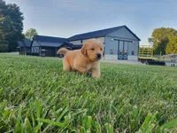 Jackson , a male Golden Retriever for sale in Spencerville, IN – 2 of 9