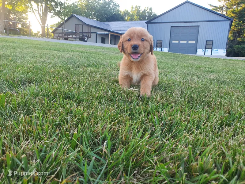 Buster – Golden Retriever puppy for sale in Spencerville, IN