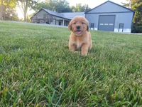Buster, a male Golden Retriever for sale in Spencerville, IN – 1 of 7