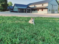 Bently, a male Siberian Husky for sale in Spencerville, IN – 3 of 3