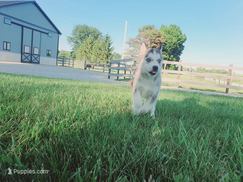 Lola – Siberian Husky puppy for sale in Spencerville, IN