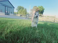 Lola, a female Siberian Husky for sale in Spencerville, IN – 1 of 4