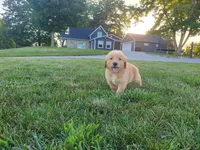 Jackson , a male Golden Retriever for sale in Spencerville, IN – 8 of 9