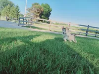 Lola, a female Siberian Husky for sale in Spencerville, IN – 3 of 4