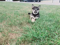 Jasmine , a female Shiba Inu for sale in Spencerville, IN – 4 of 5