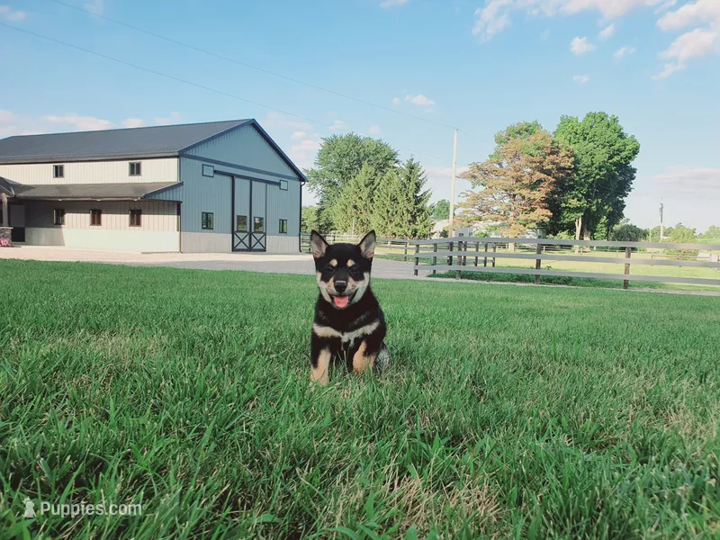 Princess – Shiba Inu puppy for sale in Spencerville, IN