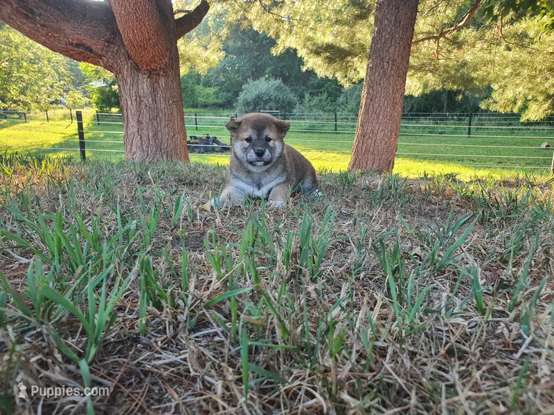 Quinn – Shiba Inu puppy for sale in Spencerville, IN