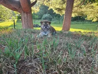 Quinn, a male Shiba Inu for sale in Spencerville, IN – 1 of 2