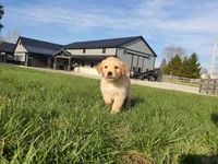 Quinn, a male Golden Retriever for sale in Spencerville, IN – Photo 2 of 5