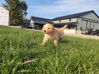 Quinn, a male Golden Retriever for sale in Spencerville, IN – Photo 5 of 5