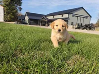 Quinn, a male Golden Retriever for sale in Spencerville, IN – Photo 1 of 5