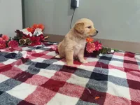 Quinn, a male Golden Retriever for sale in Spencerville, IN – Photo 5 of 5