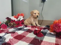 Quinn, a male Golden Retriever for sale in Spencerville, IN – Photo 1 of 5