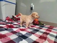 Quinn, a male Golden Retriever for sale in Spencerville, IN – Photo 4 of 5