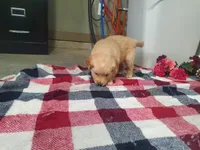 Quinn, a male Golden Retriever for sale in Spencerville, IN – Photo 3 of 5