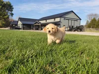Quinn, a male Golden Retriever for sale in Spencerville, IN – Photo 3 of 5
