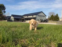 Quinn, a male Golden Retriever for sale in Spencerville, IN – Photo 4 of 5