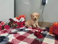 Quinn, a male Golden Retriever for sale in Spencerville, IN – Photo 2 of 5