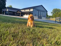 Angela, a female Golden Retriever for sale in Spencerville, IN – 3 of 9