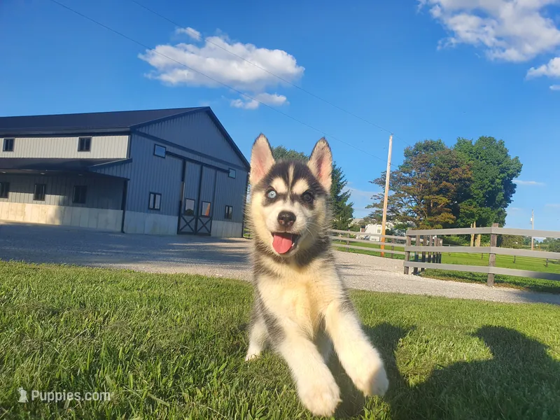 Daisy – Siberian Husky puppy for sale in Spencerville, IN