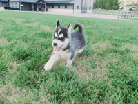 Daisy, a female Siberian Husky for sale in Spencerville, IN – 2 of 4
