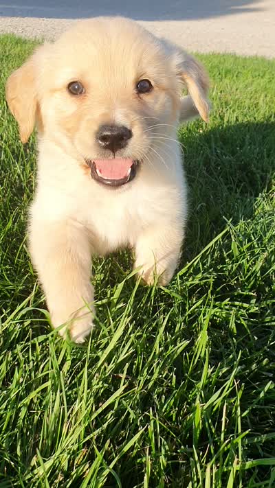 Luna, a female Golden Retriever for sale in Spencerville, IN – 8 of 8