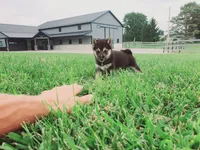 Cooper , a male Shiba Inu for sale in Spencerville, IN – 2 of 6