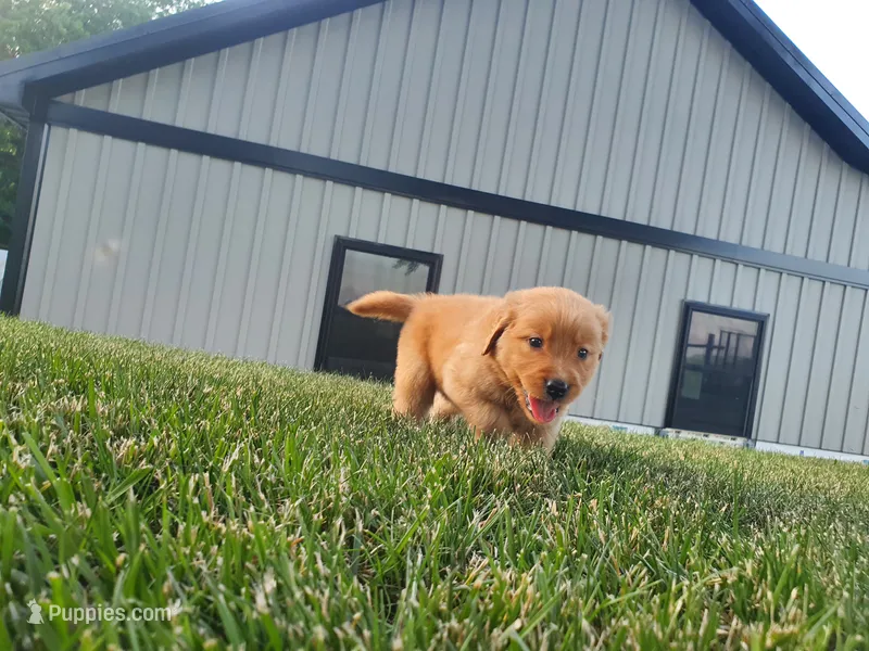 Gracie  – Golden Retriever puppy for sale in Spencerville, IN