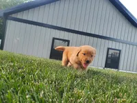 Gracie , a female Golden Retriever for sale in Spencerville, IN – 1 of 5