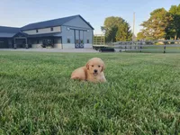 Jackson , a male Golden Retriever for sale in Spencerville, IN – 6 of 9