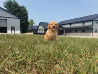 Harley, a male Golden Retriever for sale in Spencerville, IN – 3 of 9