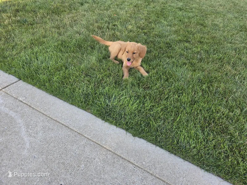 Lindsey  – Golden Retriever puppy for sale in Spencerville, IN