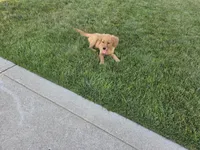 Lindsey , a female Golden Retriever for sale in Spencerville, IN – 1 of 3