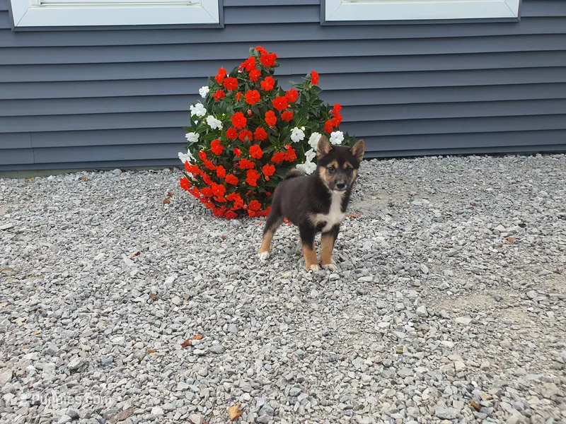 Cody – Shiba Inu puppy for sale in Spencerville, IN