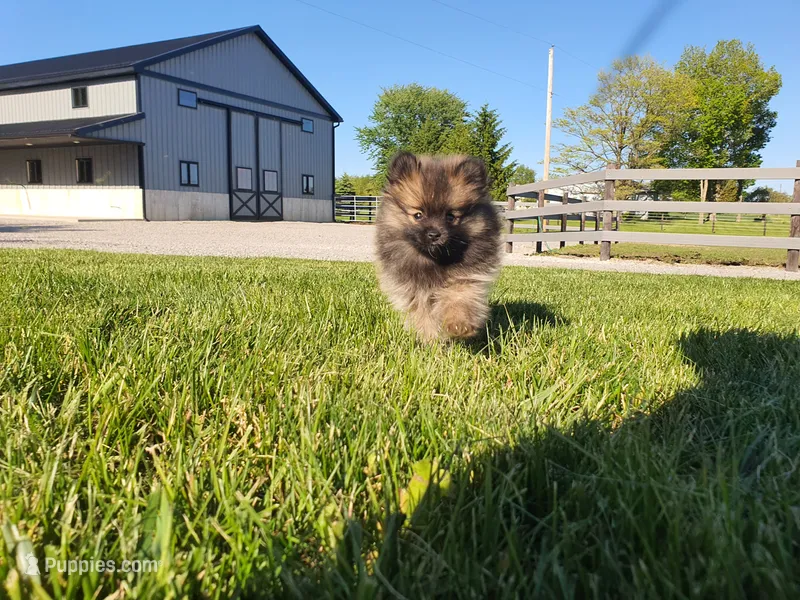 Munchkin – Pomeranian puppy for sale in Spencerville, IN
