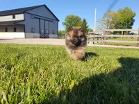 Munchkin, a female Pomeranian for sale in Spencerville, IN – 1 of 10