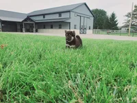 Cassie , a female Shiba Inu for sale in Spencerville, IN – 2 of 6