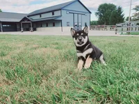 Jasmine , a female Shiba Inu for sale in Spencerville, IN – 3 of 5