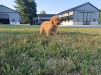 Gracie , a female Golden Retriever for sale in Spencerville, IN – 4 of 9