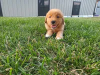 Angela, a female Golden Retriever for sale in Spencerville, IN – 4 of 4