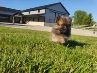 Munchkin, a female Pomeranian for sale in Spencerville, IN – 2 of 10