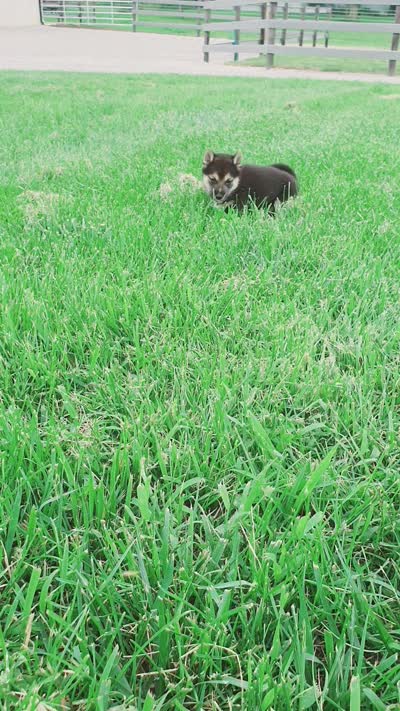 Cooper , a male Shiba Inu for sale in Spencerville, IN – 6 of 6