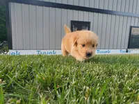 Sophie , a female Golden Retriever for sale in Spencerville, IN – 2 of 4