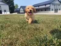Harley, a male Golden Retriever for sale in Spencerville, IN – 4 of 9