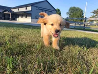 Sophie , a female Golden Retriever for sale in Spencerville, IN – 5 of 10