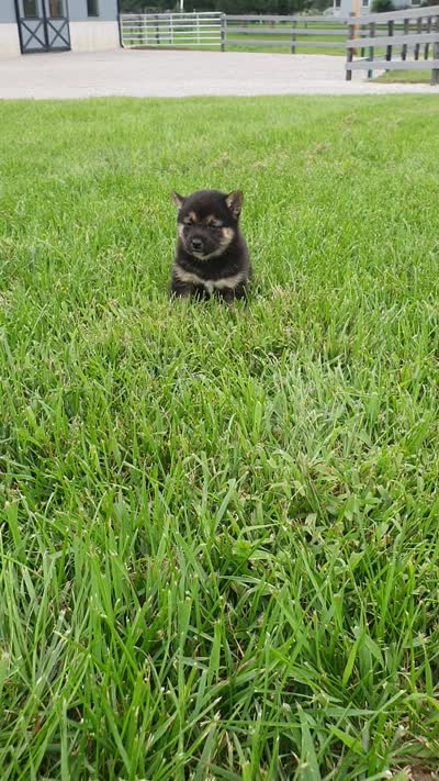 Cassie , a female Shiba Inu for sale in Spencerville, IN – 6 of 6