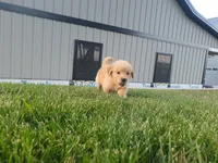Sophie , a female Golden Retriever for sale in Spencerville, IN – 4 of 4