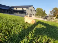 Charly, a male Golden Retriever for sale in Spencerville, IN – 3 of 5