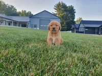 Buster, a male Golden Retriever for sale in Spencerville, IN – 3 of 7
